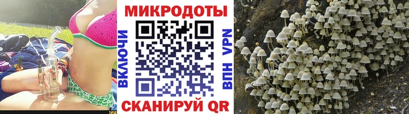 Галлюциногенные грибы Psilocybe  Купить закладки  Заводоуковск 